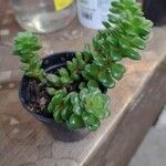 Sedum oreganum ഇല