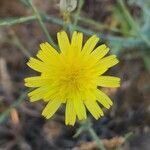 Launaea mucronata Flower