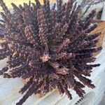 Orbea variegata Fuelha