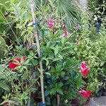 Mandevilla sanderi 整株植物