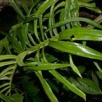 Monstera tenuis Other