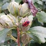 Hibiscus syriacus Frucht