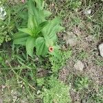 Zinnia peruviana Feuille