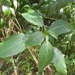 Strobilanthes hamiltoniana Levél