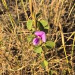 Vigna frutescens Blüte