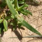 Carpobrotus glaucescens Lehti