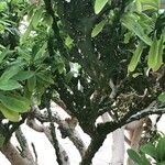 Euphorbia neriifolia 樹皮