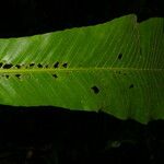 Cespedesia spathulata Ліст