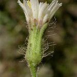 Hieracium albiflorum Kvet