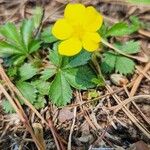 Potentilla canadensis Flor