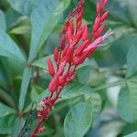 Quassia amara Flower