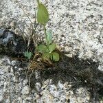 Blackstonia imperfoliata Blatt