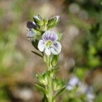 Veronica serpyllifolia Flower