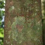 Elvasia elvasioides Bark