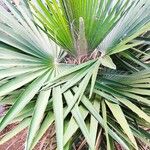 Coccothrinax borhidiana Hoja