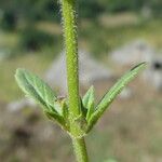 Clinopodium acinos Levél