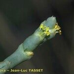 Anabasis articulata Květ