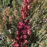 Orobanche alba Libunga