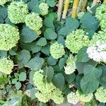 Hydrangea macrophylla Цвят