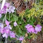 Primula hirsuta Flower