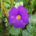 Thunbergia battiscombei Floare