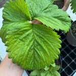 Fragaria × ananassaFolha