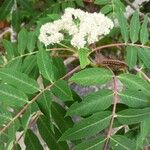 Sorbus americana Květ