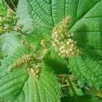Laportea aestuans Leaf