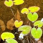 Nymphoides cordata Fuelha