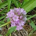 Armeria maritimaFlor