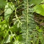 Pedicularis gyroflexa Лист