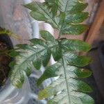 Pteris quadriaurita Leaf