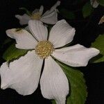 Cornus nuttallii Flower