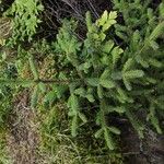 Picea mariana Blatt