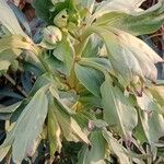 Helleborus foetidus Flor