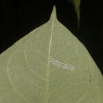 Daphnopsis costaricensis Leaf