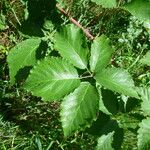 Rubus pericrispatus Outro