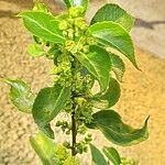 Flacourtia indica Blüte