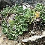 Saxifraga paniculata Habitat