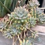 Sedum pachyphyllum Leaf