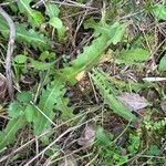 Leontodon tuberosus Hoja