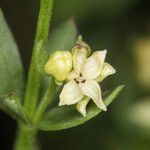 Galium serpenticum Цветок