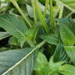 Pentas lanceolata Kabuk