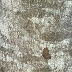 Castanospermum australe Coajă