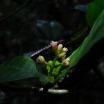 Psychotria brieyi