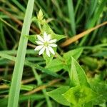 Stellaria aquatica Кветка