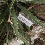 Agave filifera Folha