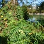 Vicia villosa Folha