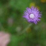 Tyrimnus leucographus Flower