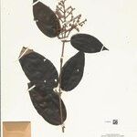 Miconia alborufescens Ліст